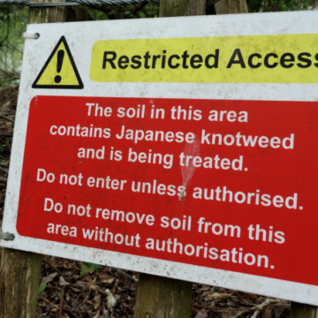 Japanese Knotweed? Hazardous Soil?